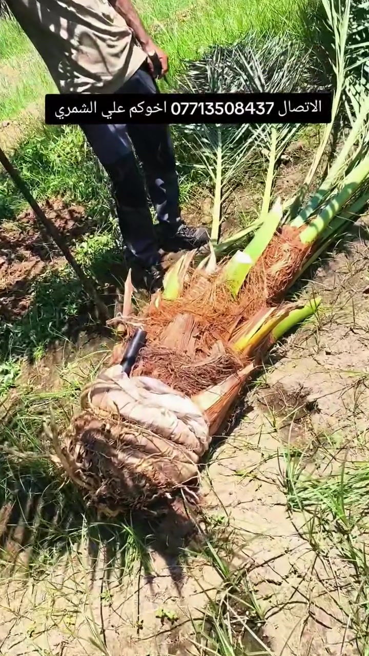 السلام عليكم بتاريخ/ 14/8/2026/ تم قلع  فسائل برحي مجذر من تحت الام للاخ ابو مهند   ايضا يتوفر فسائل برحي مجذرة احجام خشنة  وفسائل مجهول هذا بوصل ضمان لحين الاثمار  القلع بحضور المشتري الي راغب بالشراء عنواني واسط الصويرة لاتصال  *********** علي الشمري البيع النخيل
