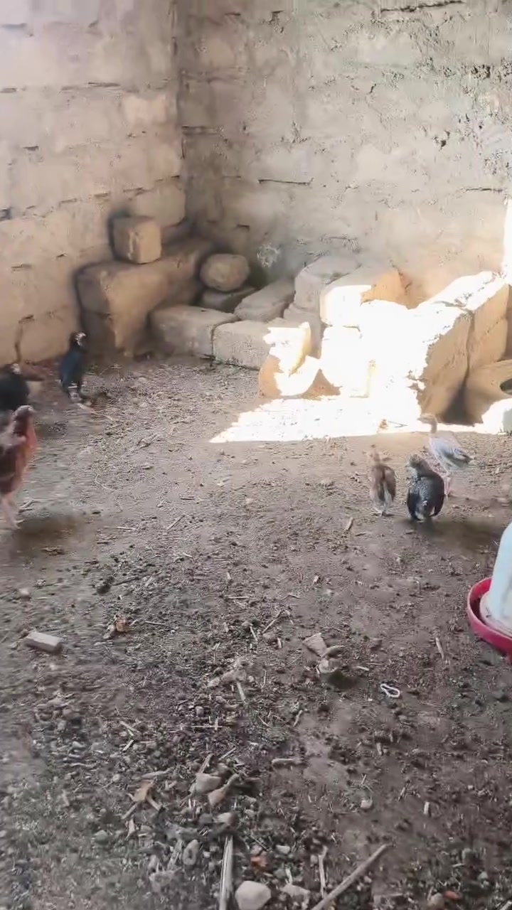 سلام عليكم للبيع فرايج عدد 5فرايج اسواد وياهم الأحمر هم  علق ثم اجيلك أو خابر 
‏‪***********‬‏
