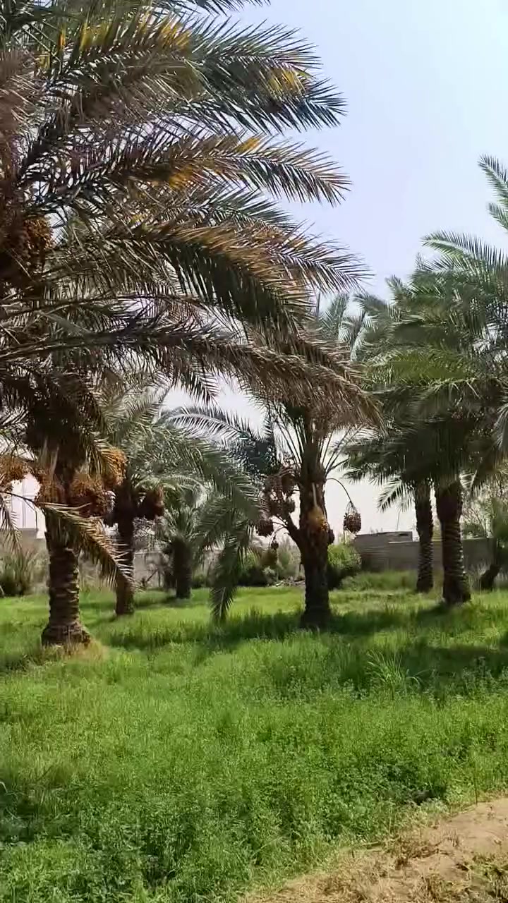سلام عليكم
يوجد تمر للبيع زهدي وشويثي وعمراني بستان كامل تمر معلك (يعني تكص وتاخذ ) عنوان دوانيه مركز فسايل مختلفه200 نخله  ***********
