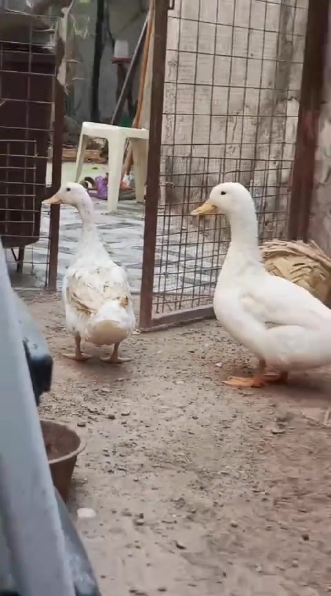 زوج • القرنة • مزرعة