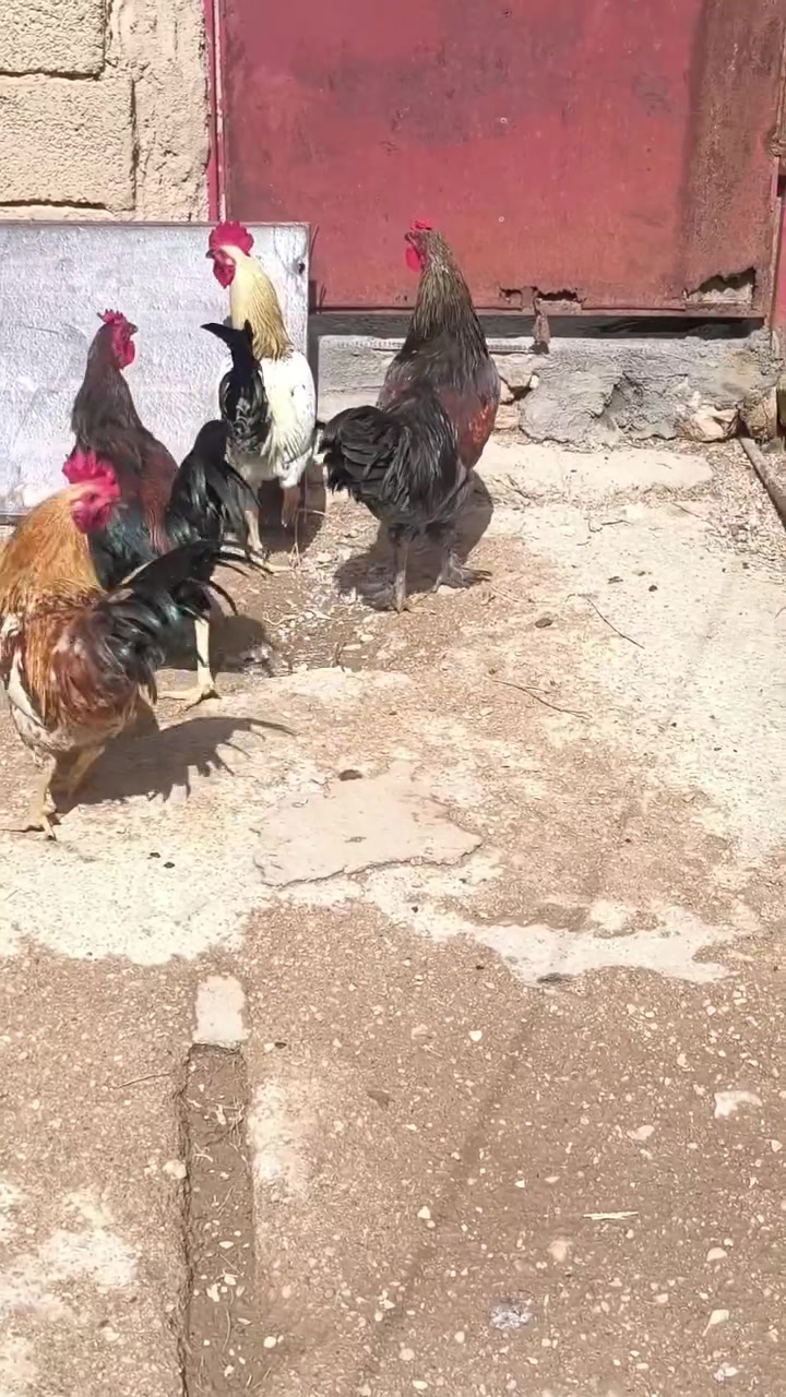 ديوكه • للبيع • جنب مدارس