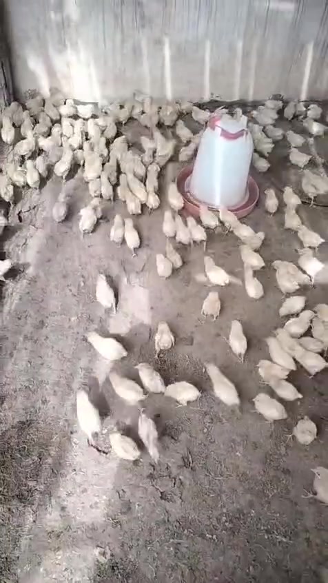 افراخ لوهمان • ذكور فقط • زوج