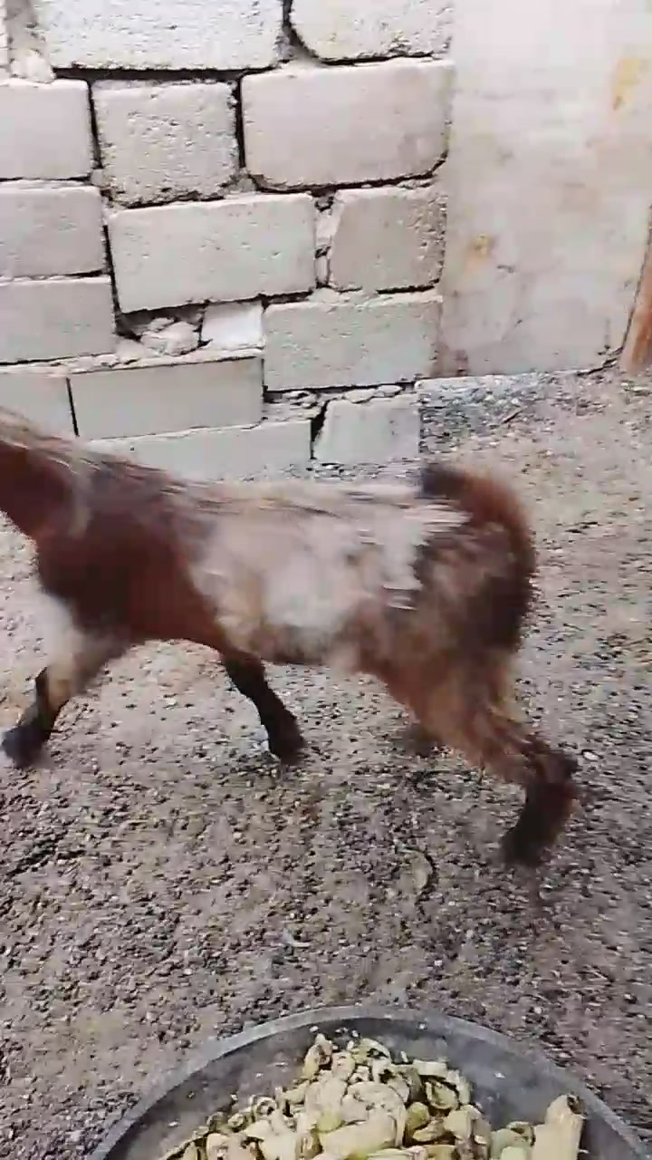 صخول • نثيه وفحل • البصرة الزبير
