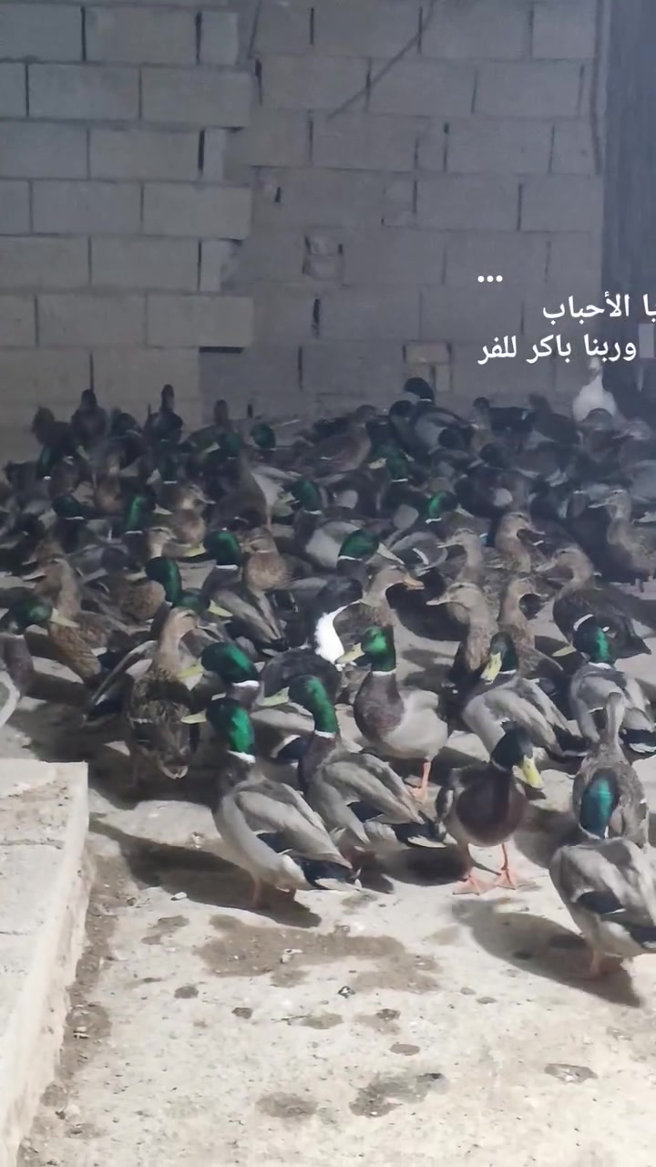 ميسان الميمونه • مرخصة • خضيري حر