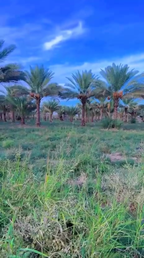 الراشدية بغداد • أراضي زراعية • طابو صرف
