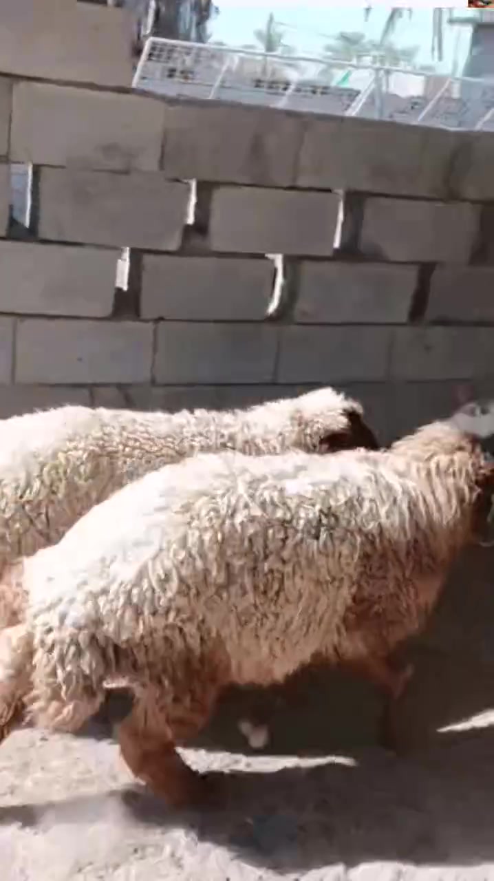 بسم الله ما شاء الله
#طليان فحل وفطيمه خشنات يرهمن ارباط وكصابه شرط الصحه

#فطايم العدد ثلاثه مال ارباط شكه شرط الصحه اكلهن خير  من الله وينهم الرباطه حلال اوله

#المكان واسط الشحيميه قريه ١٠) ***********

#ملاحضه اخوان شتريد من حلال ارباط وكصابه عندي ولله يرزق الجميع @إشارة

#علق فضلا وليس امرن الله يحفضكم
