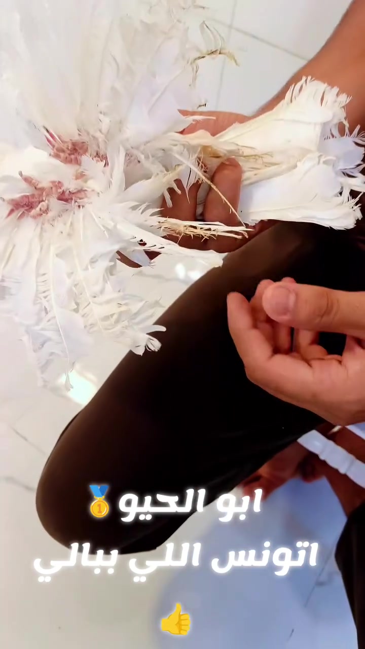 متاح زوج كرانكو عمرهن2026العنوان بصره قبله حي الشهداء رقم الهاتف ***********
