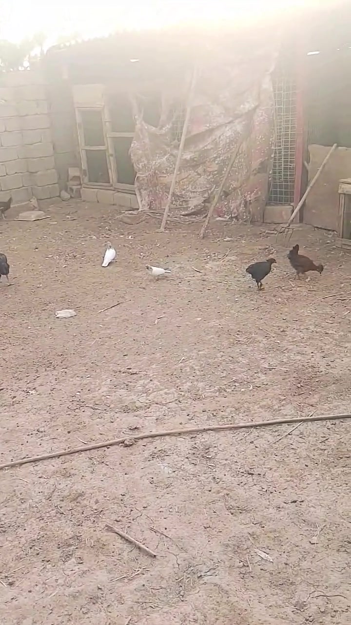 قفل • متاح