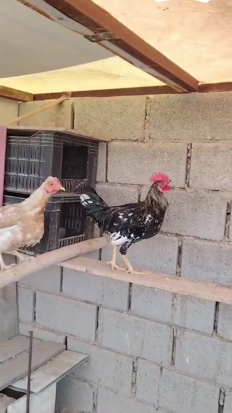ديوكه • ثنين • بروانه حي الشرطه