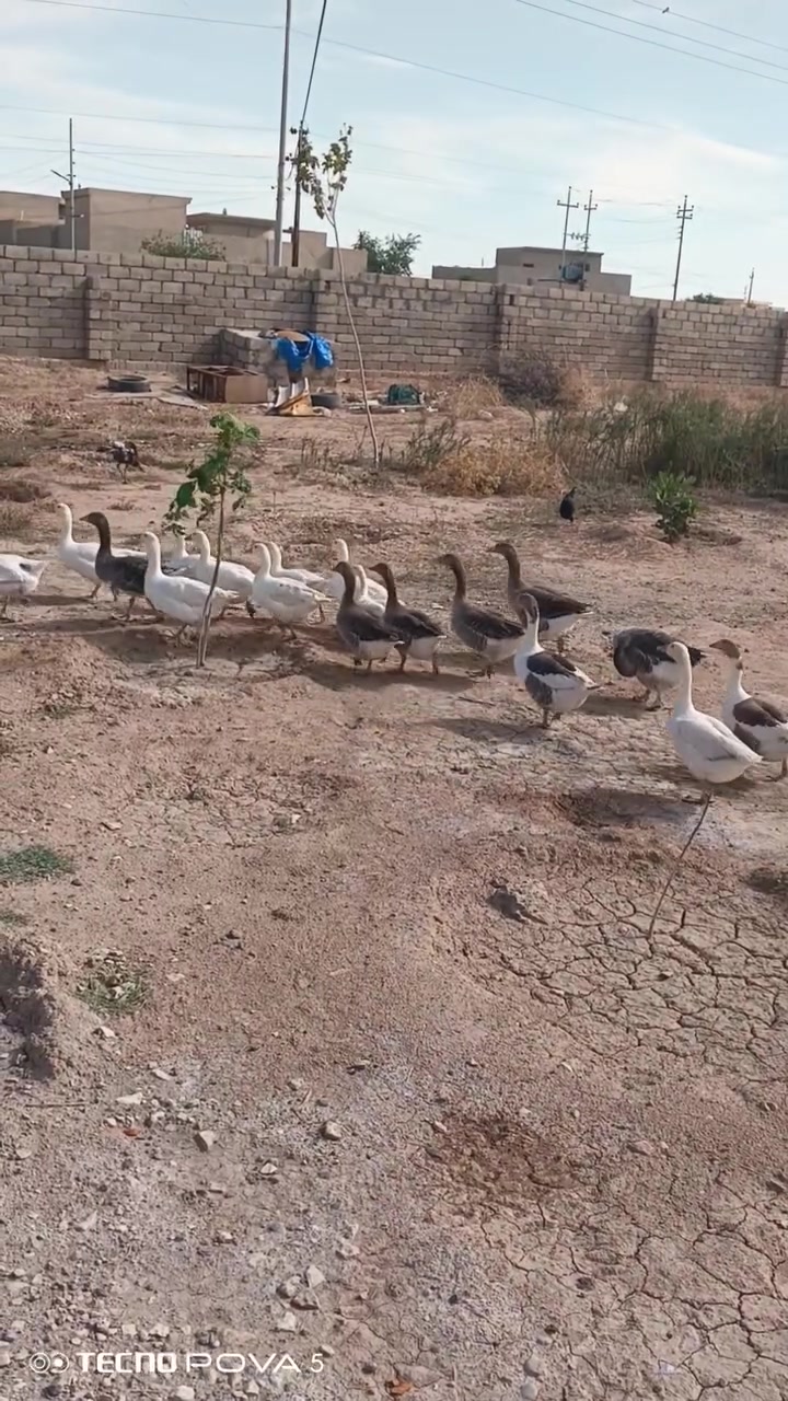 غازات • ١٧قطعة • مفرد