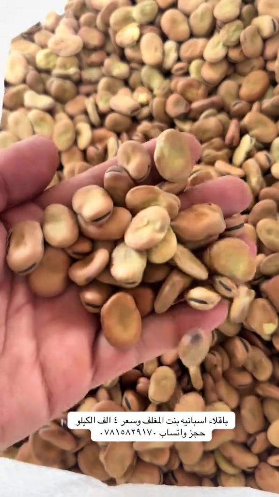 بغداد • بازلاء اسبانية • بنت المغلف