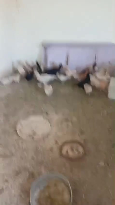 للبيع ***********
