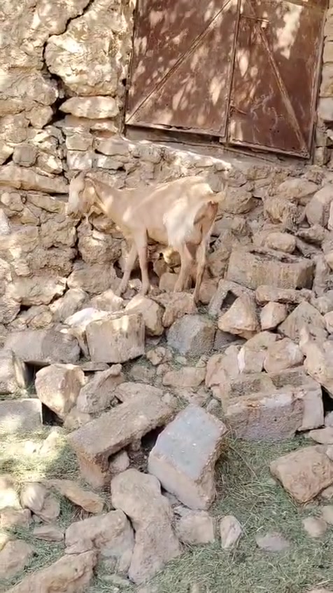 السلام عليكم متاح عنز اول بطن عنز سن وشطر ونصاح عنز مال جنيه فاخرة سعرها ٢٥٠ العنوان حديثه حقلانيه يوجد توصيل حسب الاتفاق للاستفسار الاتصال على الرقم ***********
