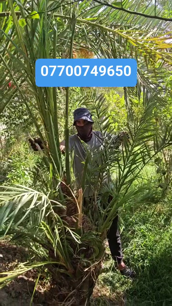 سلام عليكم خوان المتابعين متوفر برحي حر ومجهول ونواع الصناف كل صنف متعهد بصنفة تحياتي لجميع الاتصال *********** العنوان واسط  الصويرة
