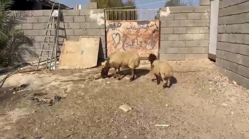 اخوان اذكرو الله وصلو علئ محمد  جبنالكم اليوم نعجه زحمه وراها فطيمه نعجه فتيه وصور سنونها بلمنشور شرط السن واشطر والنصاح كفاله عامه  سعرها 630 وبيها مجال مكانه حديثه يوجود  توصيل حسب الاتفاق ***********
