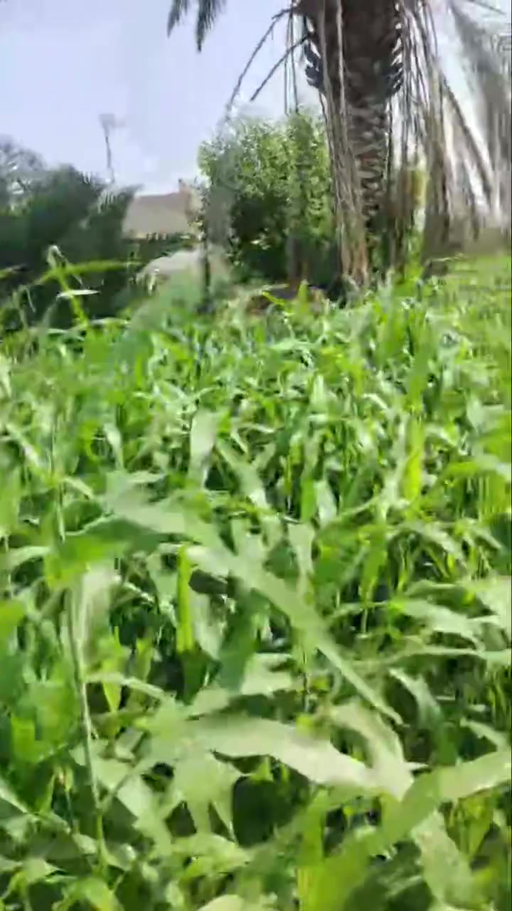 الساده الغوالب • ٦٠٠م • ماء وكهرباء