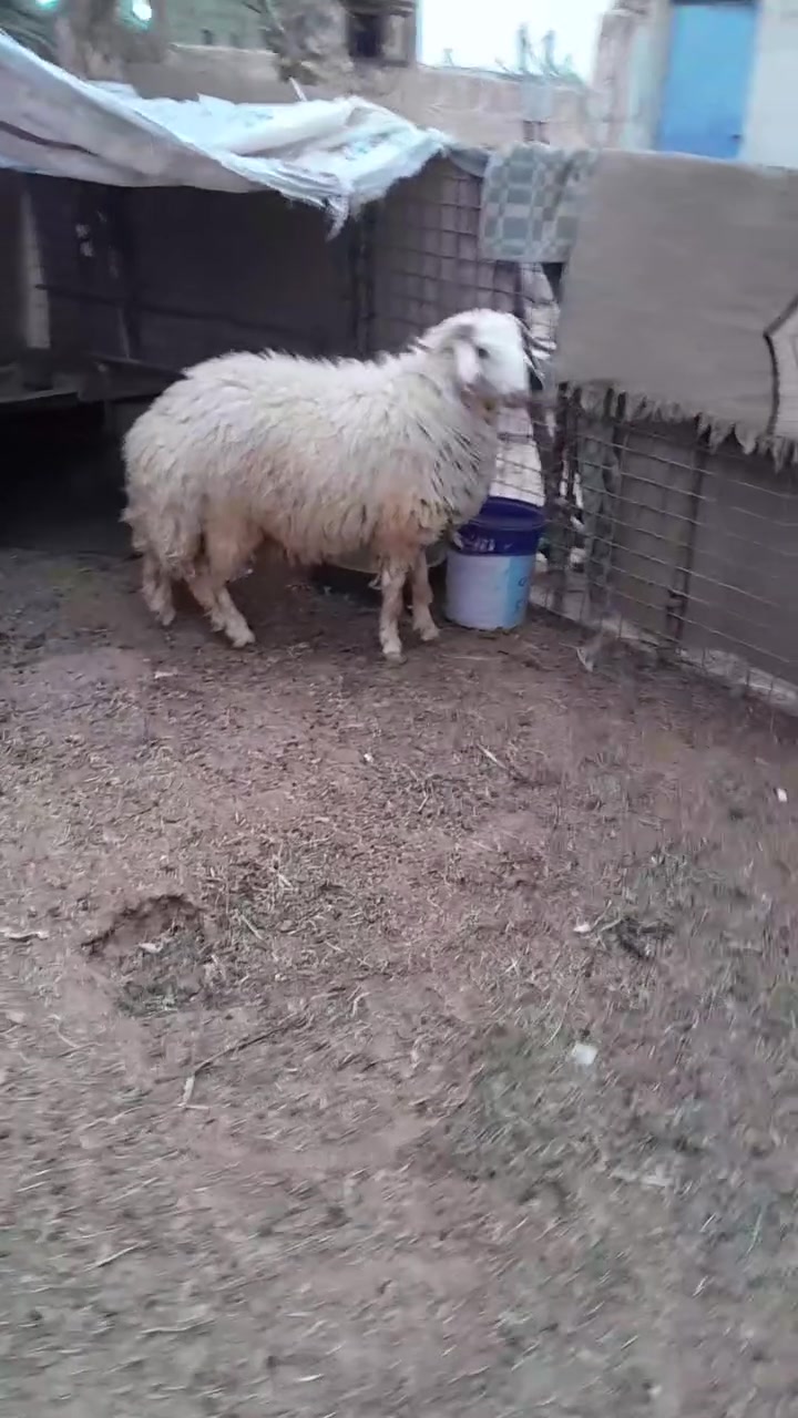 طلي • فحوليه • الشيخ حديد