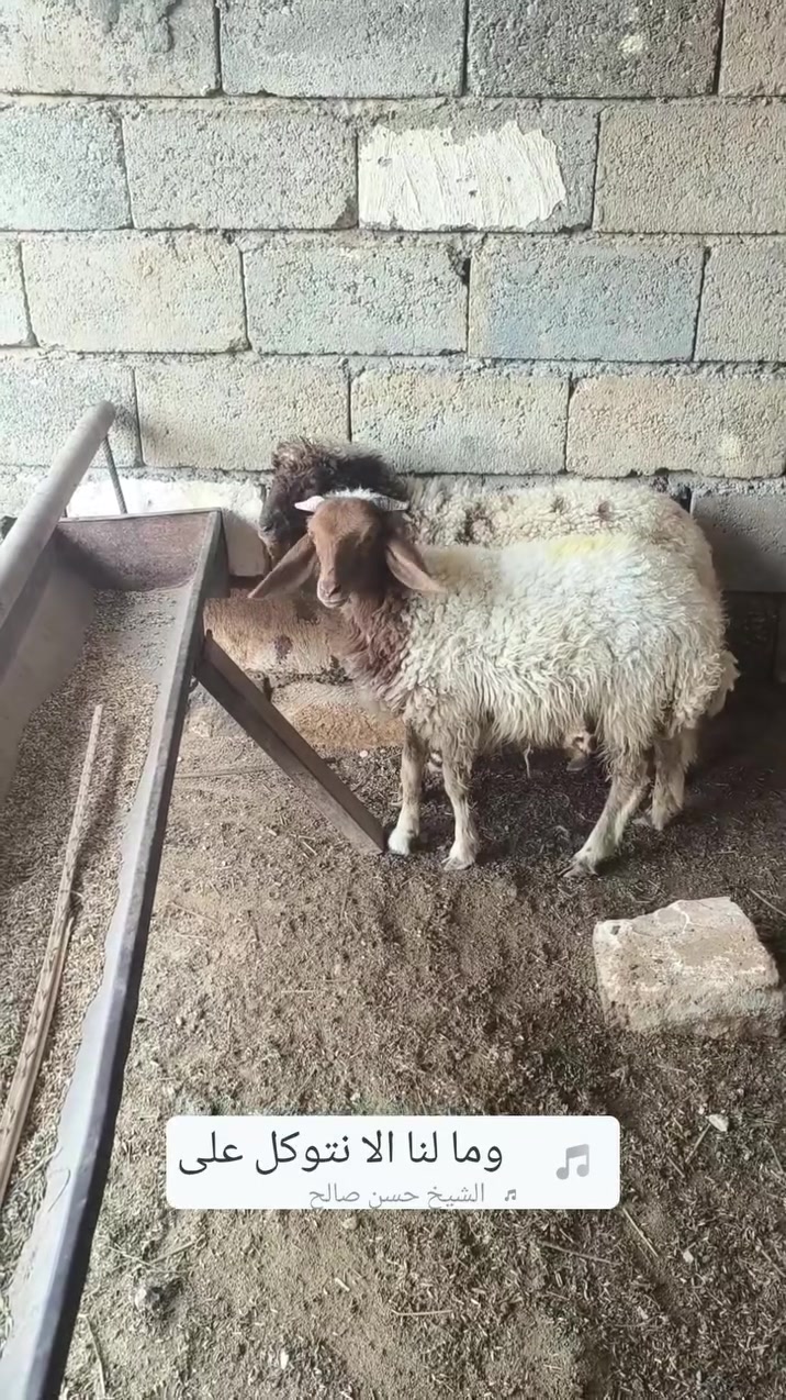 فطايم • ثنين نذاري • ديالى المقدادية