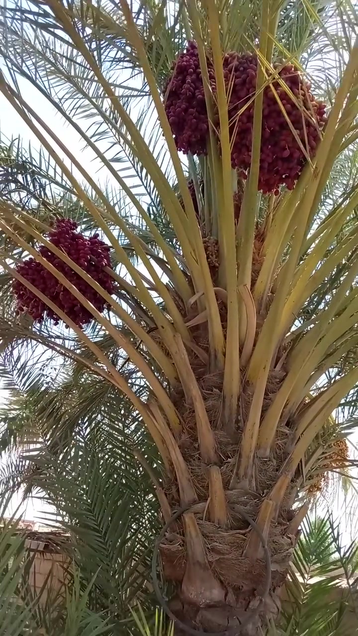 انتظرونا قريباً
فسائل صنف ام بلاليز 
***********
