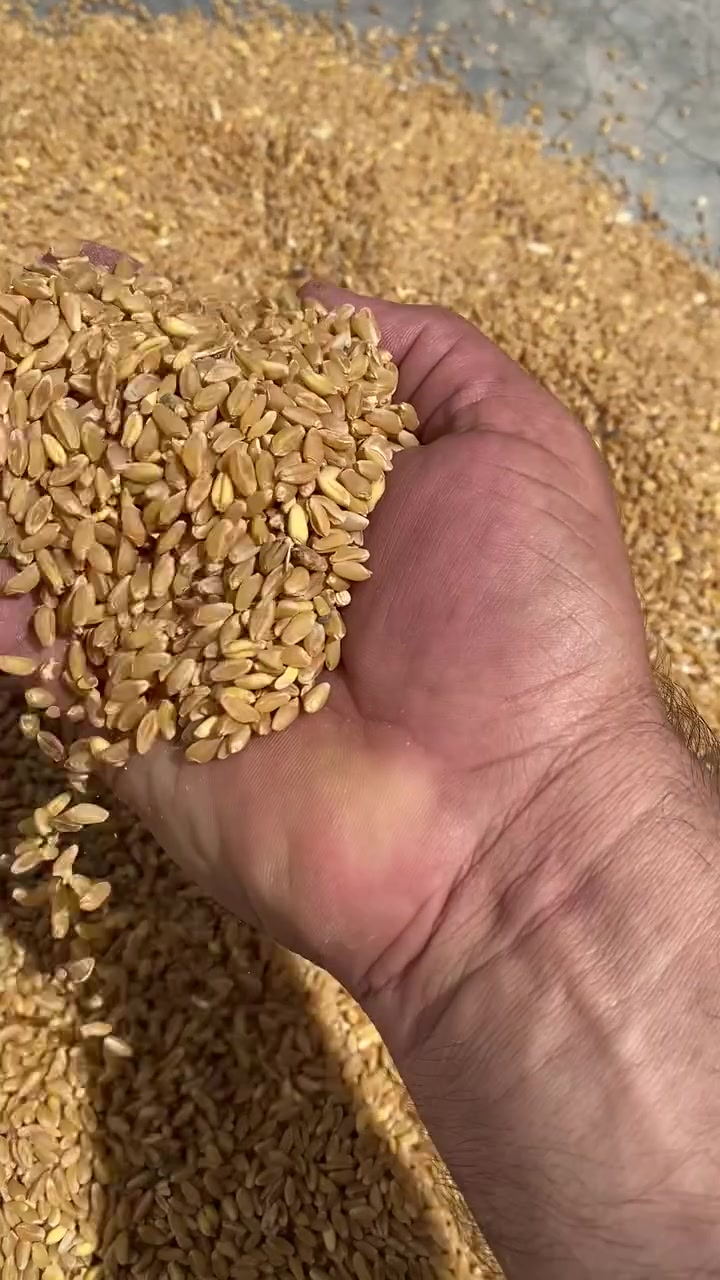 گەنمی بەرەکەی تونسیم هه يه به  شرتي ده  فرۆشم شوينم له ته ق ته ق وكويه ***********

نص مكتوب في الصور:
- E 11:39 تعديل 24 May 4:31 PM