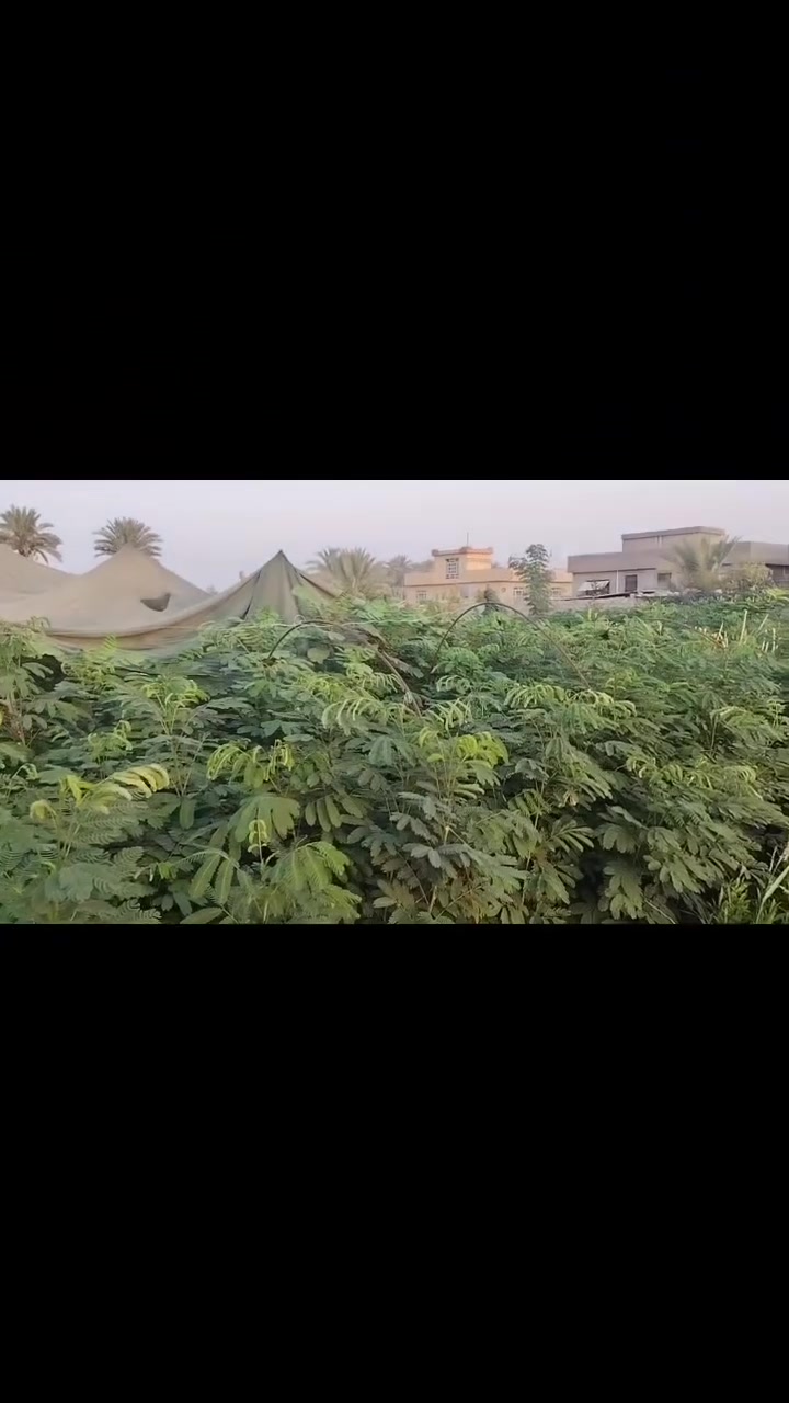 البيزيه • لبخ جملة مفرد • الخالص ديالى