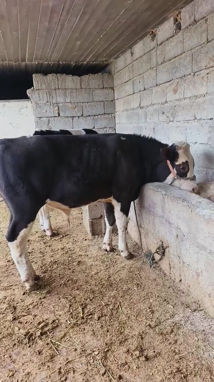 جوز • اصلي • الزاب شميط