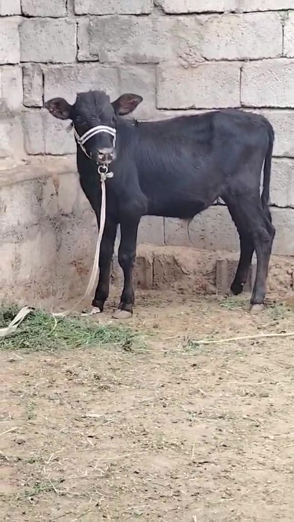٤ قطع • أصليات • تفريد