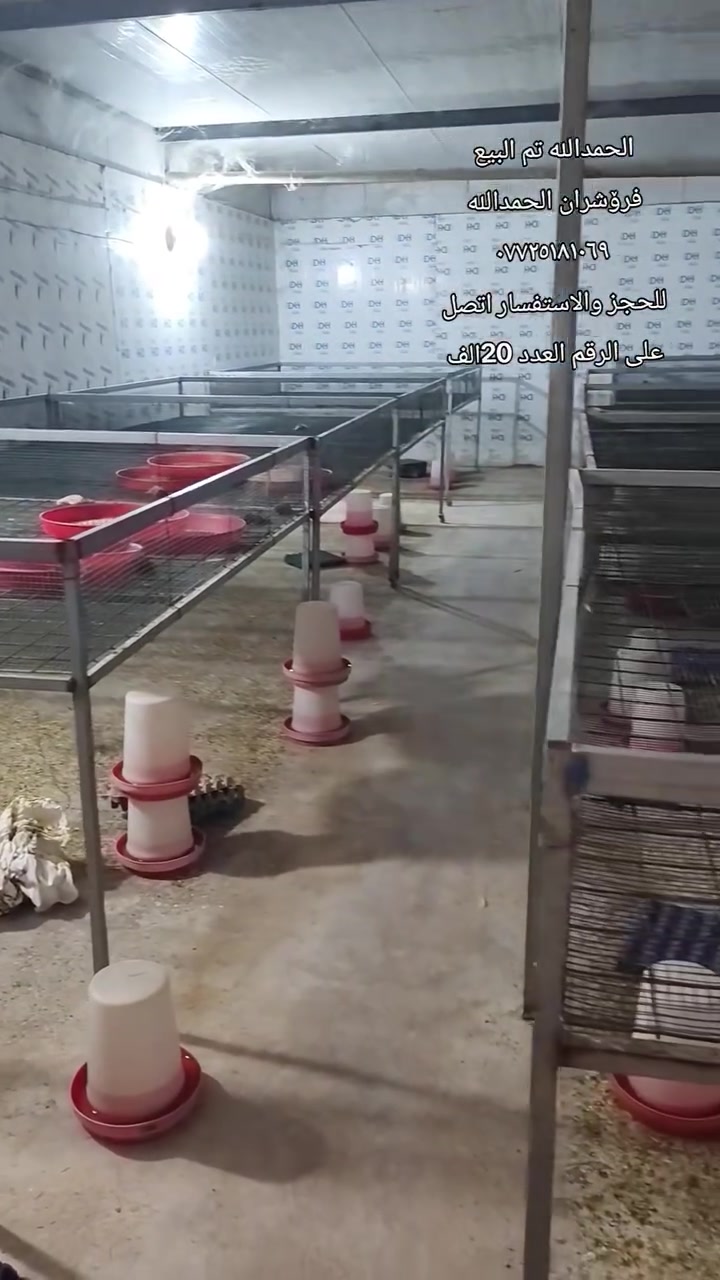 سلام و عليكم اخوان نحن الان في مفقص محمد 
يتوفر لدينا بستمرار افراخ الدجاج و الوز و الفسيفس 
المكان سليمانية قضاء كلار 
يتوفر لدينا توصيل الى بغداد ديالى كركوك و اغلب محافظات بعدد جملة بعد الاتفاق 
للحجز و الاستفسار  اتصل على الرقم
***********

