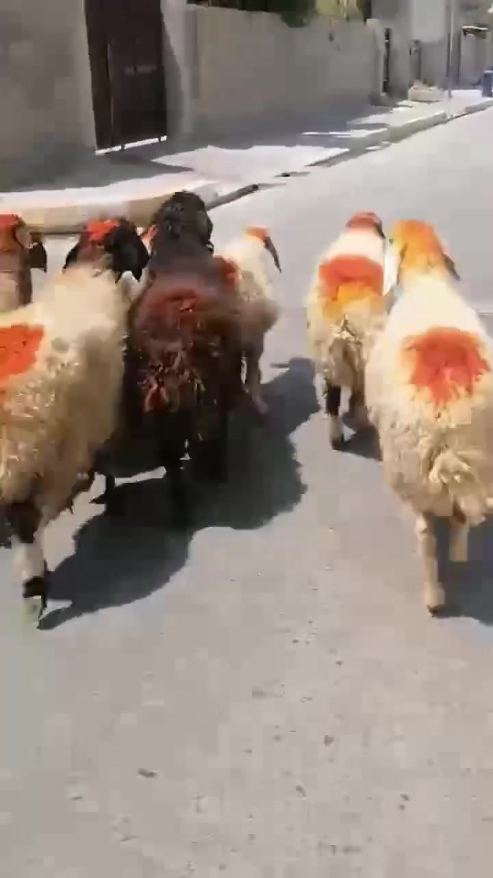 غنم وراجين درج اوله مال مجنوي المكان بيجي الشراي يتصل عل رقم 📱 ***********
