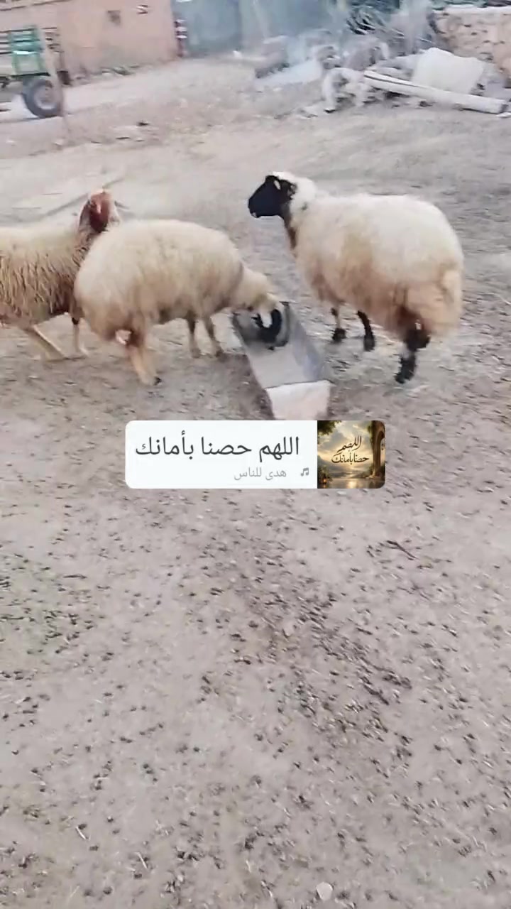 متاح ثلث نعاج ثنايه محاطيط للبيع ***********
