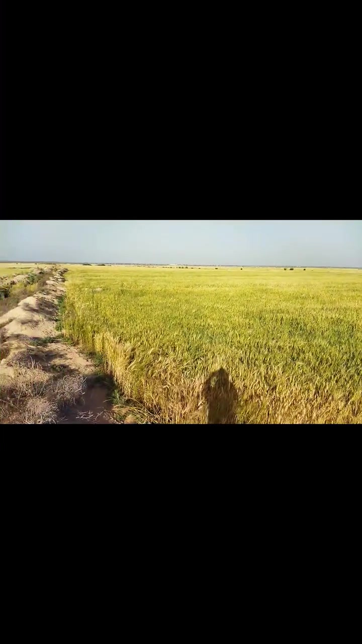 السلام عليكم  ارض للضمان موسم واحد
تحتوي على  ثلاث ابار  كذلك تحتوي على ماطور كهرباء وماطور گاز  الارض مساحه  50 دونم    مكروبه وجاهزه فقط  تعديل عليك    وانت مخير  بزراعة الارض شعير او حنطه  ماء حلو   الموقع محافظة النجف الاشرف  منطقة عيون الرحبه تبعد عن مزار عين الامام الحسن 3كيلو متر.  سعر الضمان للدونم الواحد  (150 الف)   اني مكلف بالنشر  للأستفسار اكثر  
اتصل على الرقم  ***********   
هذه الصور لموسم 2026   كانت مزروعه نصف الارض حنطه والنصف الثاني شعير  مع نصف دونم جت
