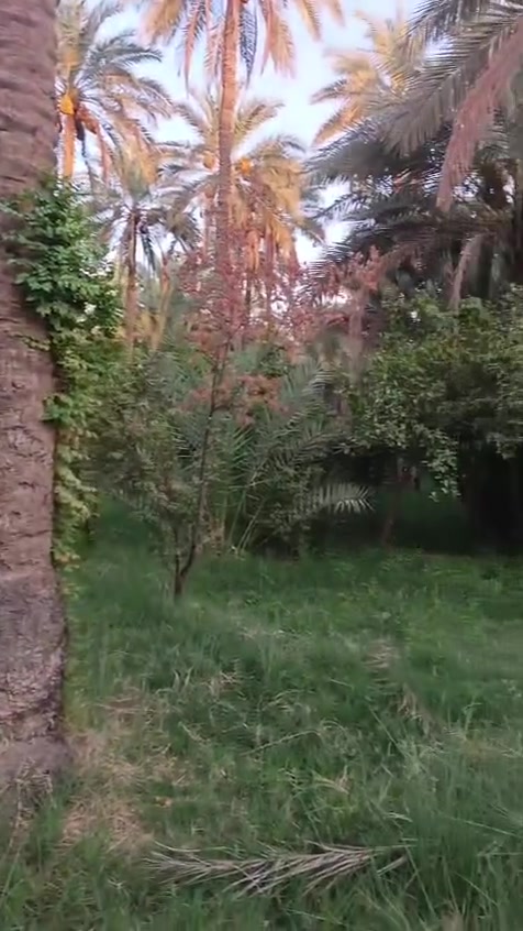 السلام عليكم
بستان مساحه 700متر في كربلاء شارع السيده زينب يبعد عن الامام 10 دقايق بلسياره 

تكدر تشتري 700كامله او نصفها او فقط 100متر 

 (بستان زراعي سند 25)  بواجهية 36 على طول فرع و نزال 19.45 مغروسه بأشجار و نخيل و ماء أروائي سقي من نهر الحسينينة القطعة تبعد عن الشارع العام 600 متر داخل فرع عرض شارعهة 6 امتار خدمات ماء + كهرباء واصل للقطعة تنفع قطع و ومنتجع للاستثمار 
للأستفسار الأتصال على الرقم ***********
