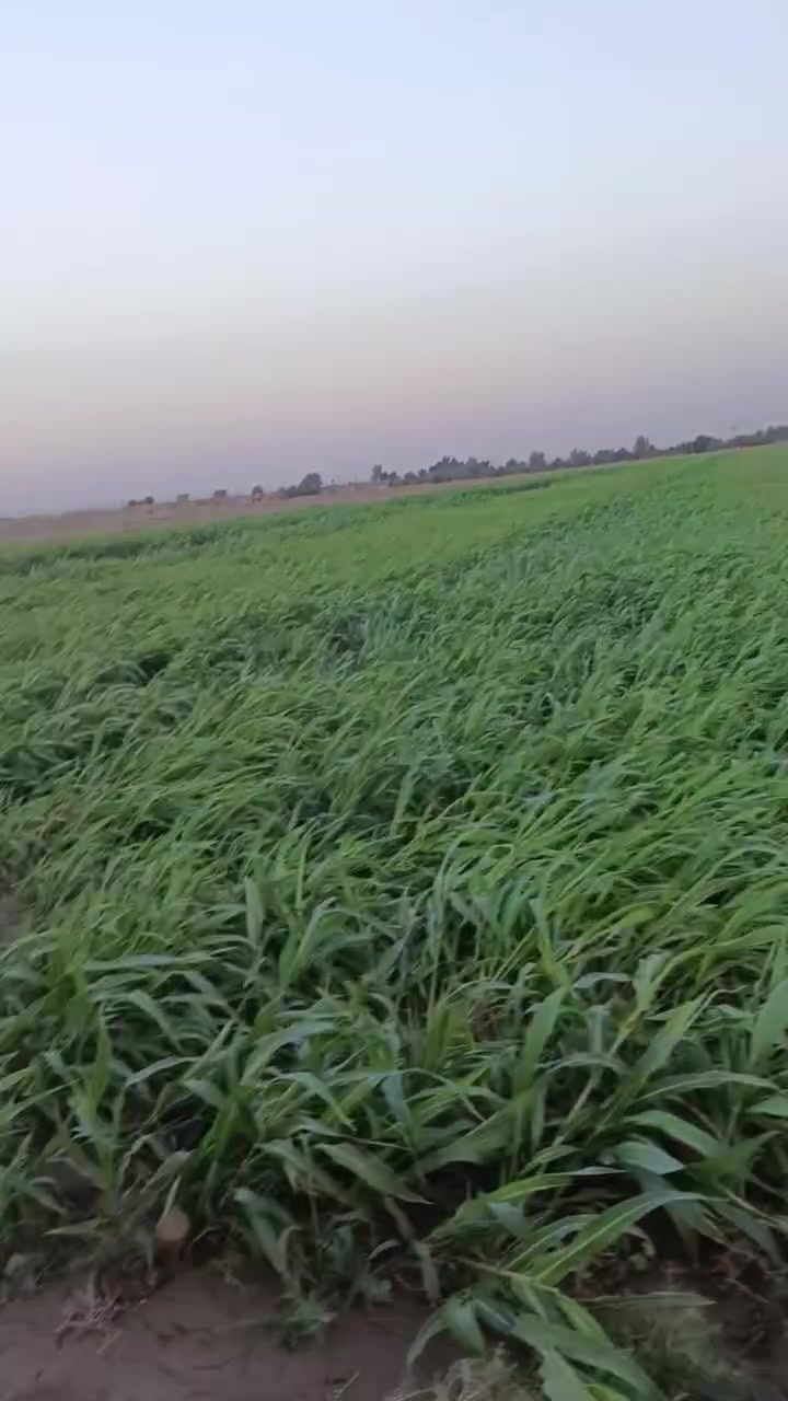 ذرة • ٧ دوانم • قرب حي صدرين