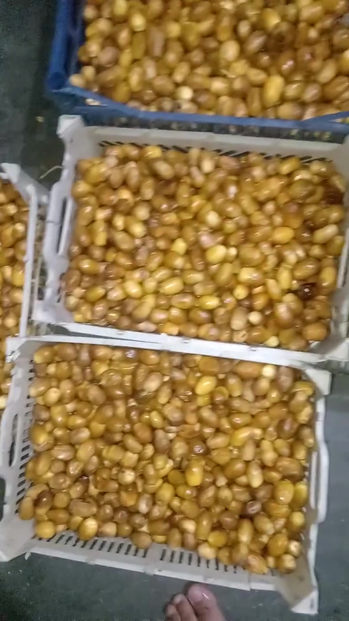 رطب • درجة أولى • الهارونيه شهربان