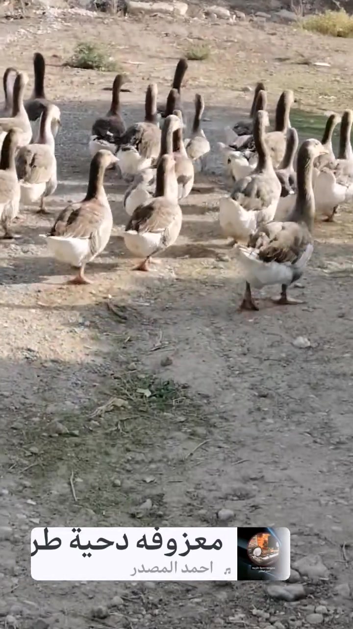 للبيع