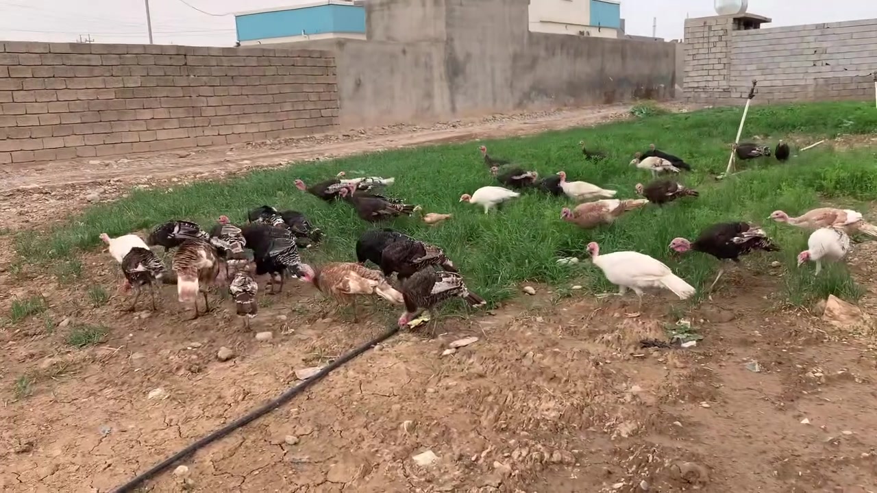 شيش • نضيف • من البيت