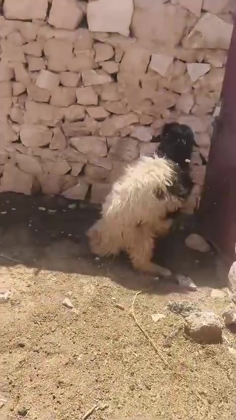 متاح زوج طلي فطيمه سمن معالفه جوه علف خشنه وشكه طويله وسمن شرط نصاح شتريد يرهم كصابه جنيه كلشي ترهم سعر زوج ٦٢٥مكان بروانه سنجك يوجد توصيل حسب لاتفاق ***********
