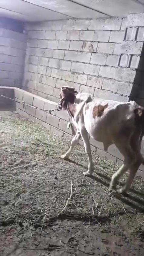 بسم الله ما شاء الله
#طليان العدد اربعه ثلاثه ذكور وفطيمه من حلال كريش خط اول مال ارباط حلوات وخشنات + حولي مال ارباط حلو وشرط الصحه
المكان واسط الشحيميه (قريه ١٠)( ***********)
ملاحضه اخوان اشتري جميع المواشي وشتريد من ذبايح مال مناسبات مال ارباط عندي ولله يرزق الجميع
