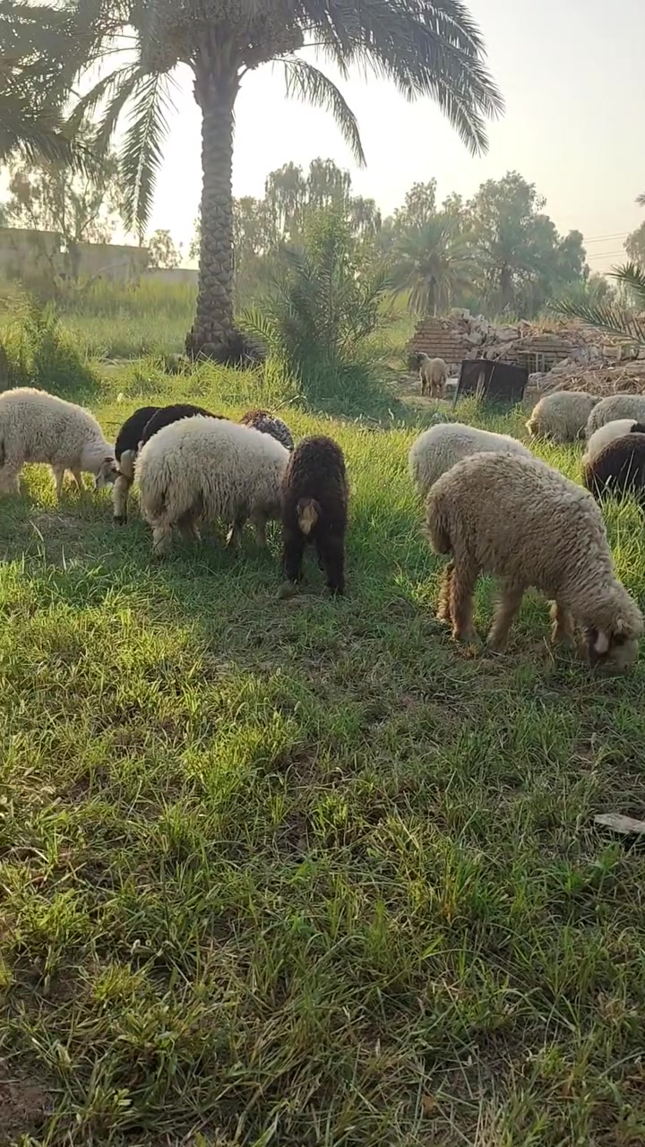 حلال للبيع 18طلي كصه وحده ذكوره 15فطايم 3طليان فول نصاحه السعر الزوج 600المكان ديالى بعقوبه تقاطع القدس الستفسار ***********
