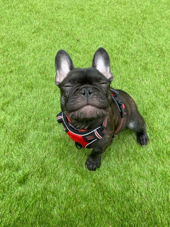 Franky the probate puppy