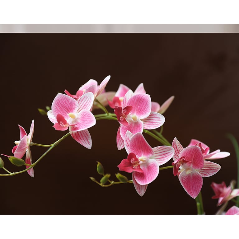 Close-up of realistic silicone dove orchid petals showing botanical texture detail