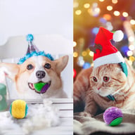 Two dogs and one cat playing together with squeaky dog balls