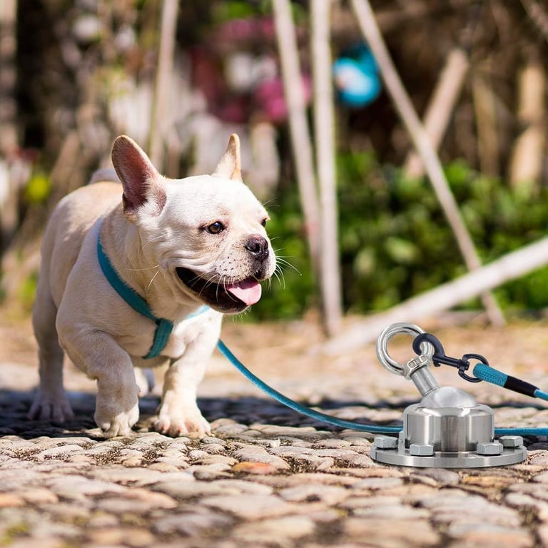 Two dogs tethered separately with stainless steel stakes in yard