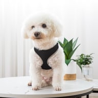 Small white dog wearing black reflective vest-style walking harness with D-ring