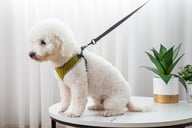 Reflective Vest-Style Dog Walking Harness | Safe Breathable Comfort — view 7