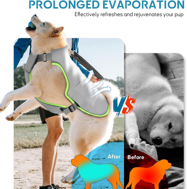 Dog cooling vest with reflective strips visible during outdoor activity