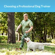 Dog trainer walking with golden retriever wearing remote training collar