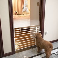 Brown poodle looking at white adjustable pet gate in doorway