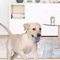 Scooby-Doo Squeaky Dog Balls Set of 8 | Teeth Cleaning Interactive Toys — view 19
