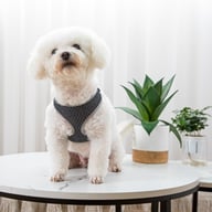 Reflective Vest-Style Dog Walking Harness | Safe Breathable Comfort — view 4